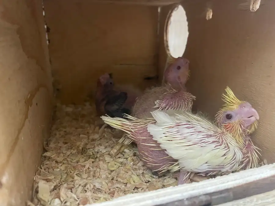 فروخ كروان 3 بصحه ممتازه 0