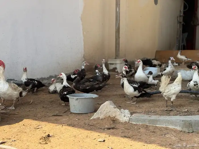 صباحكم بط مسكوفي بالخرج يعجبك وأسعار جملة حياك 2