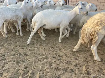 رخال مقاني 3