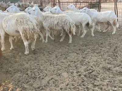 رخال مقاني 1
