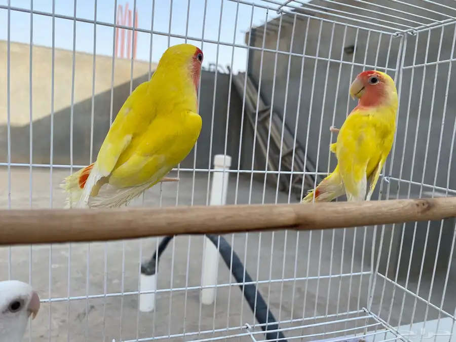 للبيع 2 روز رد فيس 3