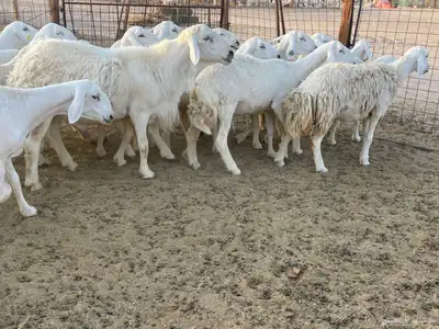 رخال مقاني 2