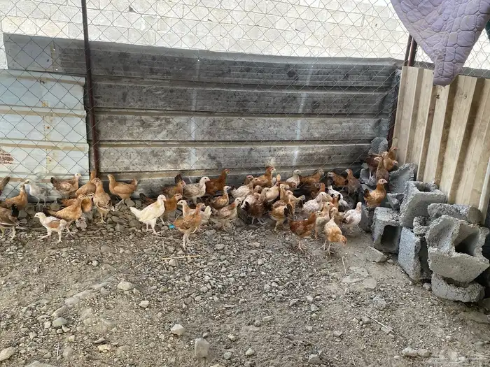 دجاج 3