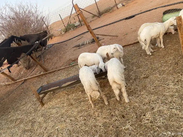 ذبايح خرفان حري 3