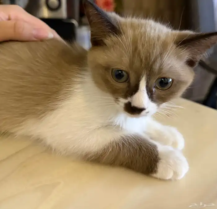 قطط شيرازي 0