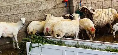 تم البيع 5