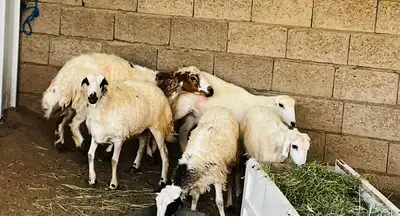تم البيع 5
