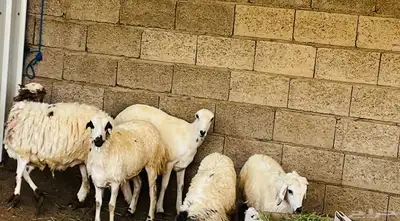 تم البيع 6