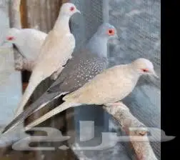 يمام او قماري ماسيه شرط انتاج index