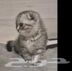 قطين سكوتش فولد وشيرازي 0