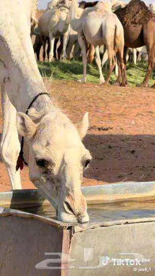 عندي بطاقه من توب سنتر 1