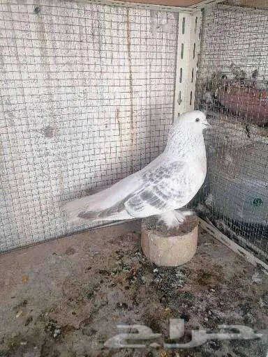 ذكر تركي منقا 1