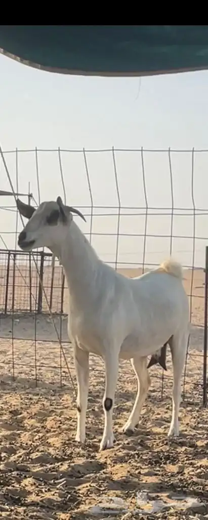 جفرات بيشيات صنف 1
