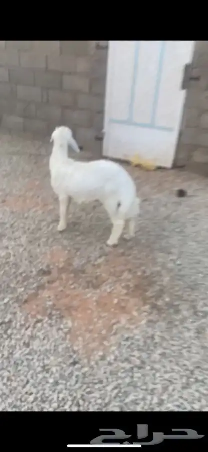 للبيع خروف 0