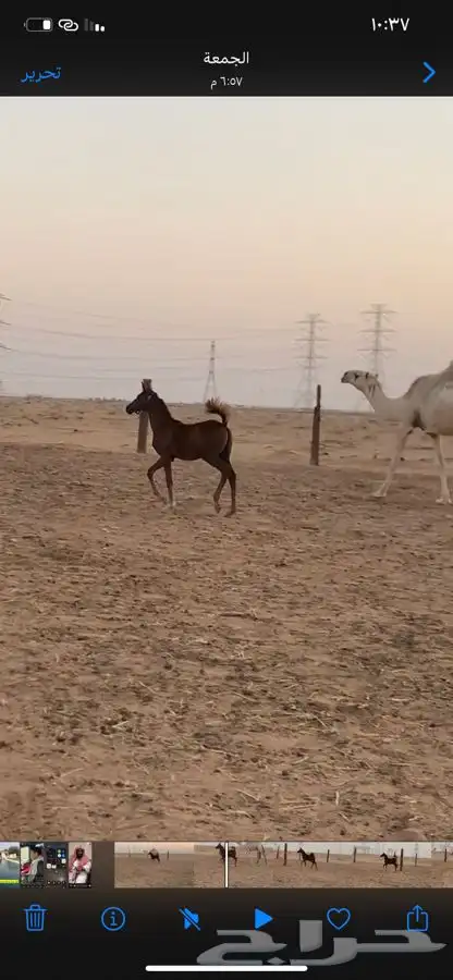 مهر شعبي مع البل index