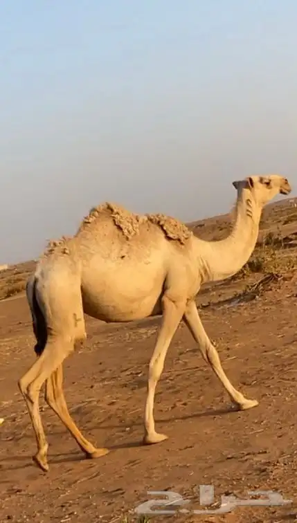 بكره لقيه شقحاء طيبه ع جميع شروط 0