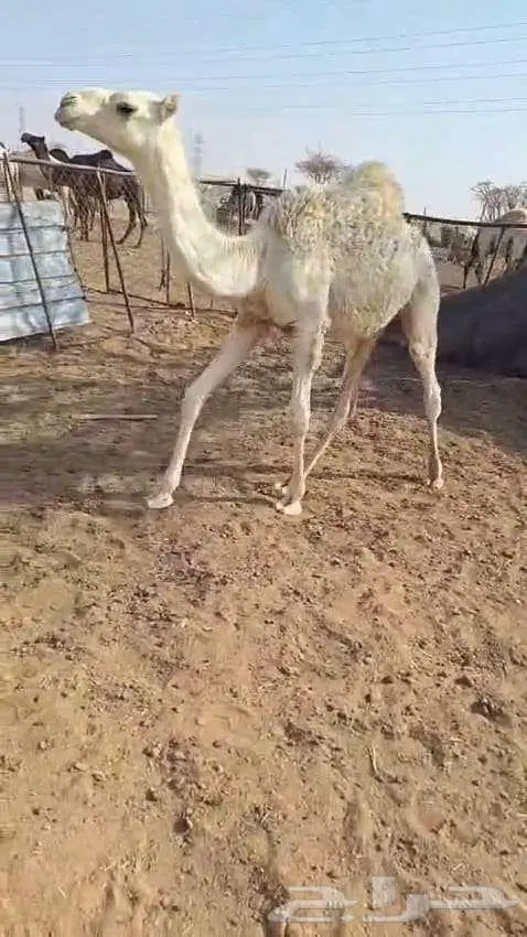 لقحه كفوو   خلفه تحتها قعود 4