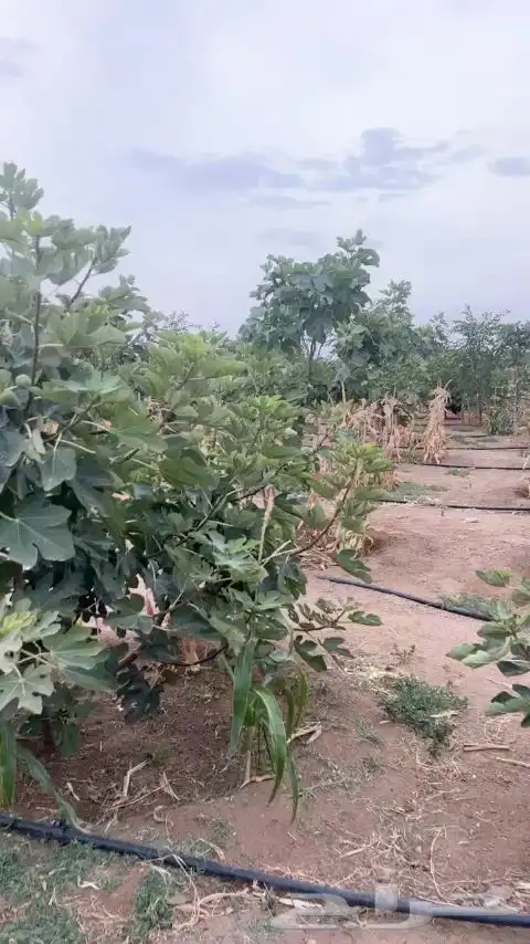 اطلب الشجره و نزرعها لك 0