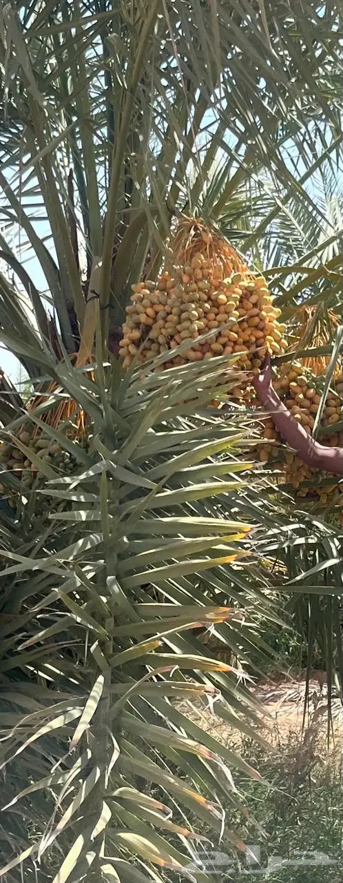 للبيع ثمرة نخيل بمنطقة سدير ( اللهم بارك للجميع ) 0