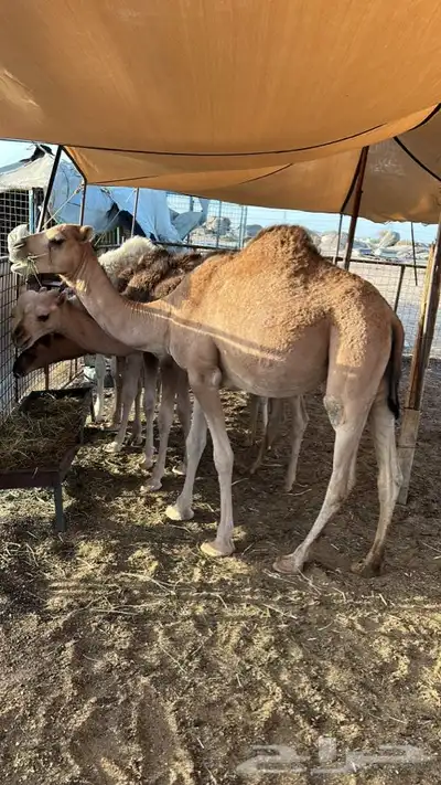 بكره شحم نضيفه 0