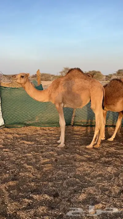 بكره شحم نضيفه 2