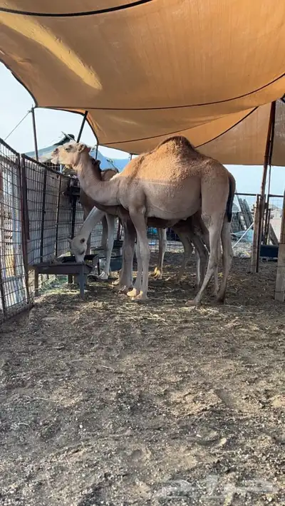 بكره شحم نضيفه 3