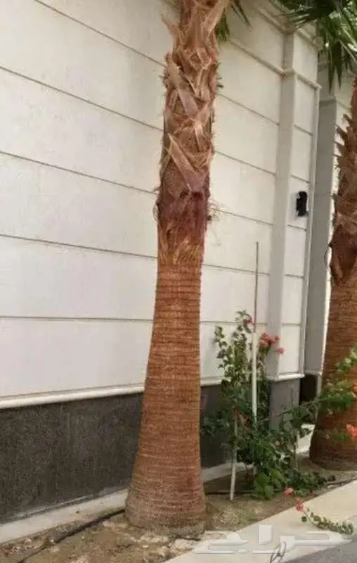 نخل للبيع عربي واشنطني فسايل خلاص صقعي مجدول سكري برحي شيشي 13