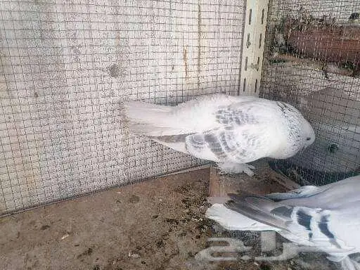 ذكر تركي منقا 2