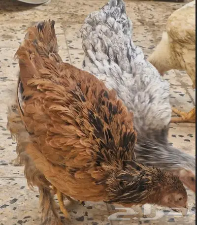 صوص دجاج براهما الألماني العملاق الفاخر 1