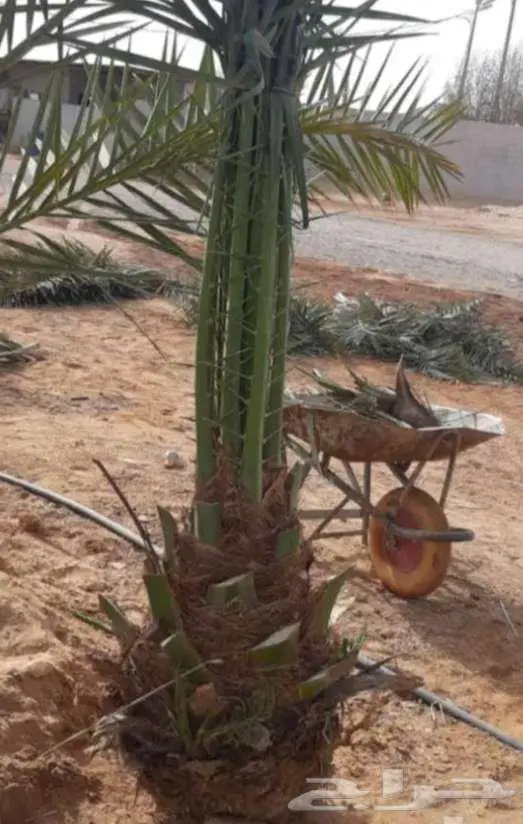 نخل للبيع عربي واشنطني فسايل خلاص صقعي مجدول سكري برحي شيشي 14