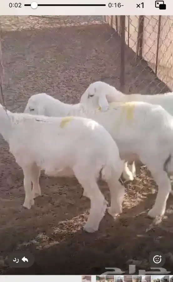 غنم حري عمر اربعه شهور ونص محصنه 0