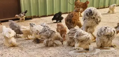 صوص دجاج براهما الألماني 4