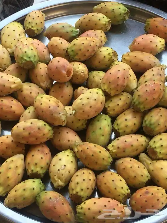 برشومي درجة أولى 7