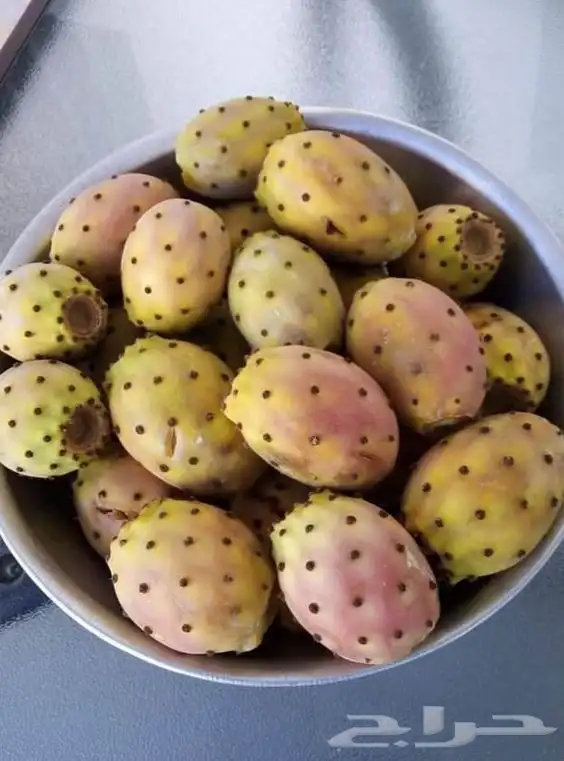 برشومي درجة أولى 1