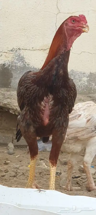ديك باكستاني 1