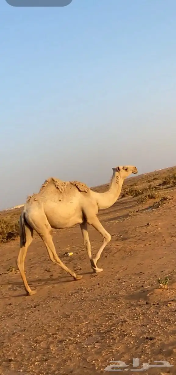 بكره لقيه شقحاء طيبه ع جميع شروط 1