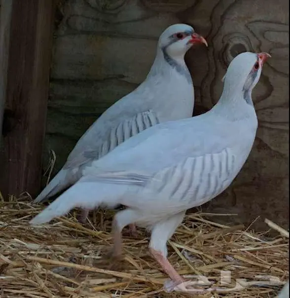 حجل سلفر نوادر 0