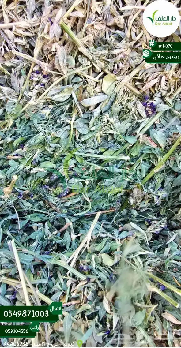 برسيم صافي تبوك 3