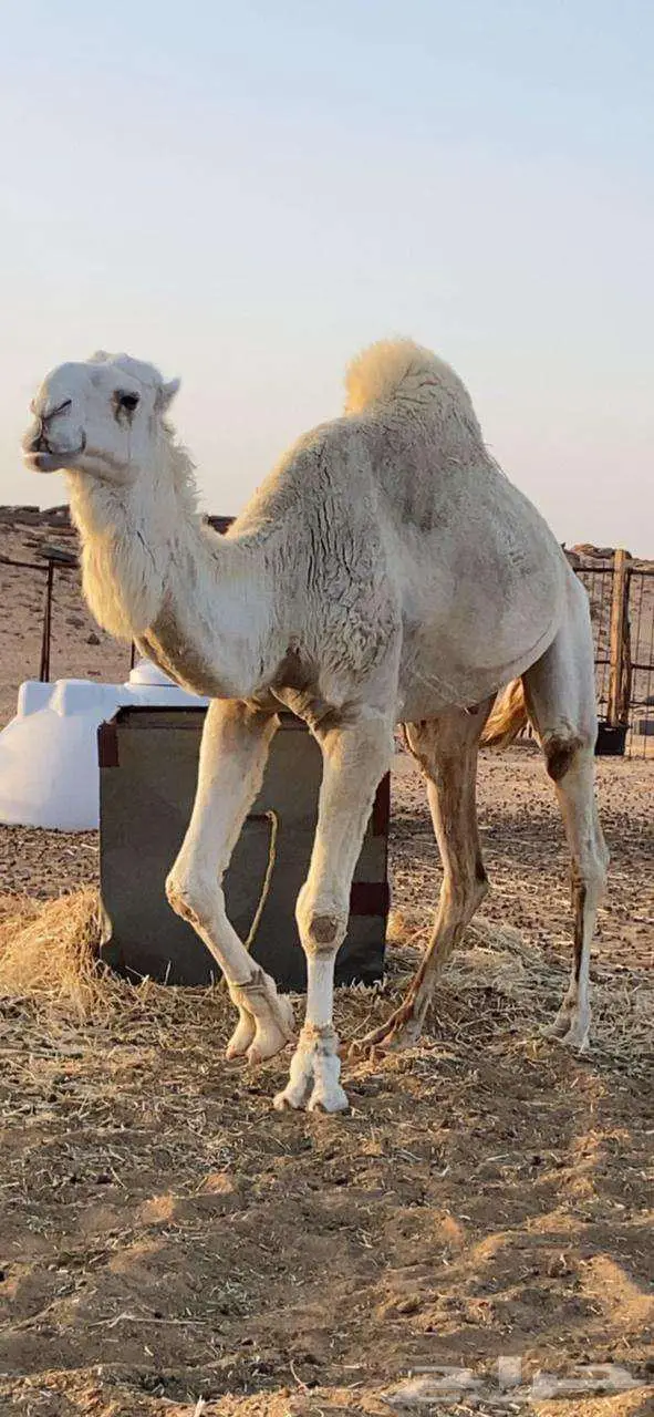 جمل اوضح قعود فحل index