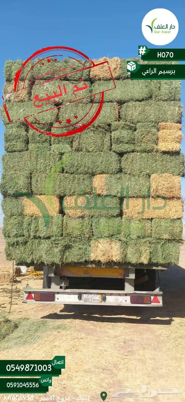 برسيم صافي تبوك 0