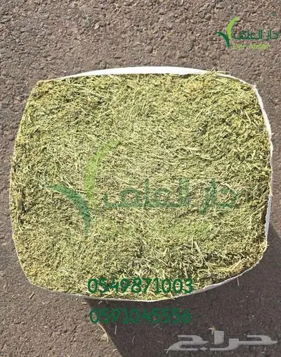 برسيم الراعي في بيشه 3