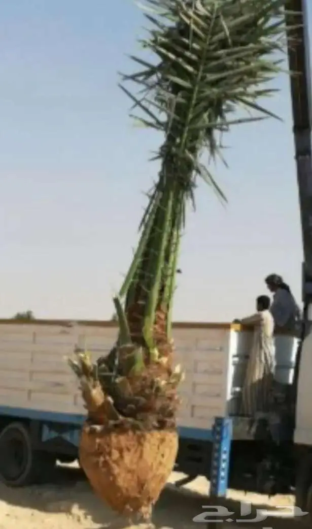 نخل للبيع عربي واشنطني فسايل خلاص صقعي مجدول سكري برحي شيشي 15