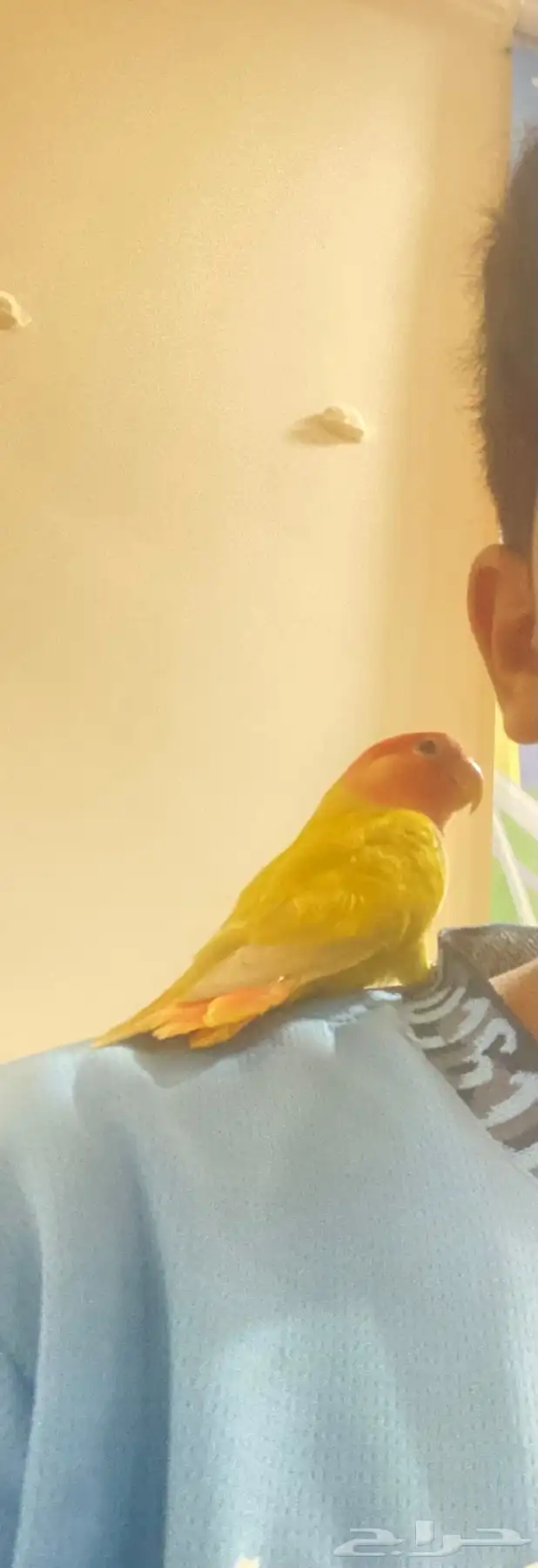 زوج ببغاء روز على وشك الانتاج 3