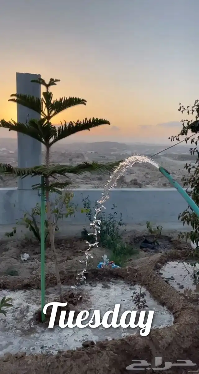 اطلب الشجره و نزرعها لك 2