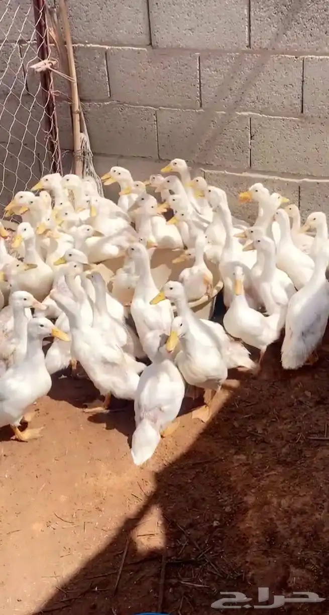 بط بكين 0