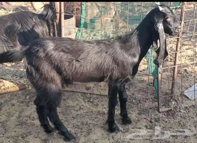 جفرة طيبة مقنوي او ذبح 1