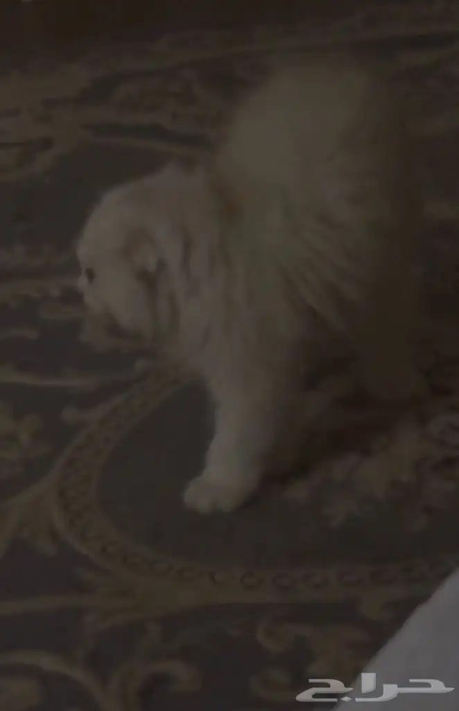 قط سكوتش ستريت للبيع لونه ابيض 150 3