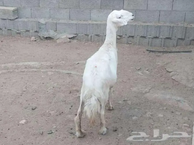 شاه طيبه للبيع 0