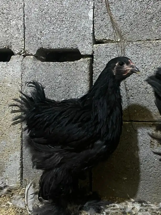 صوص براهما اسود 0