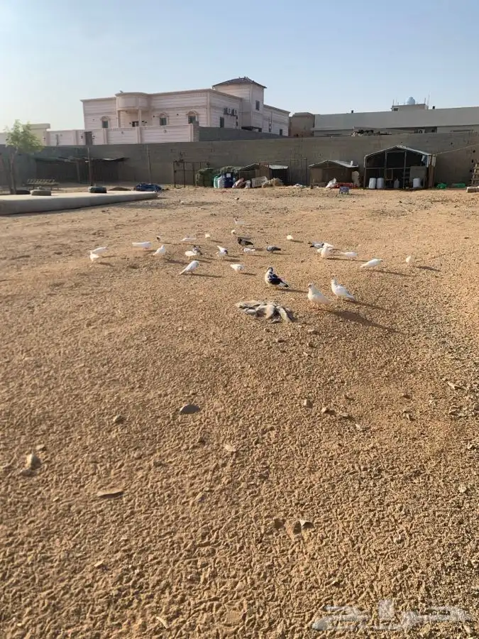 حمام فرنسي وبلدي وباكستاني 2